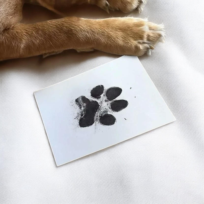 Inkless Pawprint Kit - MemoriesMade